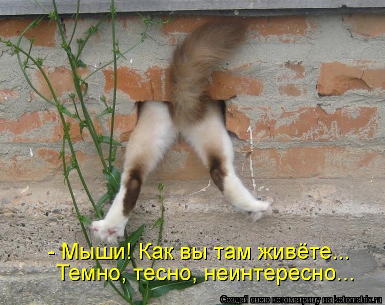 - Мыши! Как вы там живёте... Темно, тесно, неинтересно...... Котоматрица: - Мыши! Как вы там живёте... Темно, тесно, неинтересно...