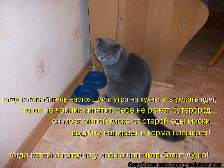 когда котейка голодна,у нас-кошатников-болит душа! когда котолюбитель настоящий с утра на кухню завтр... Котоматрица: когда котейка голодна,у нас-кошатников-болит душа! когда котолюбитель настоящий с утра на кухню завтракать идет, то он не чайник кипятит, се