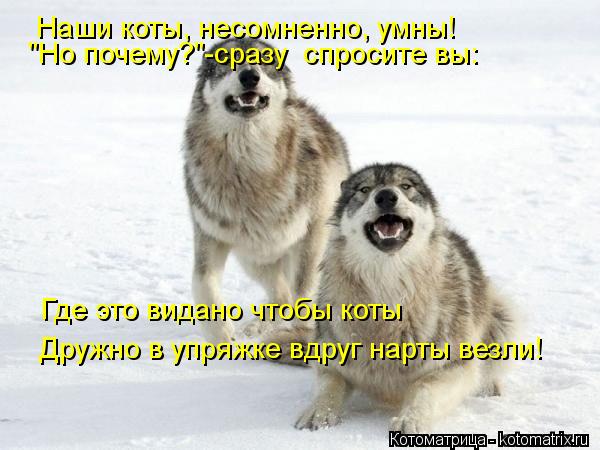 Котоматрица: Наши коты, несомненно, умны! "Но почему?"-сразу  спросите вы: Где это видано чтобы коты Дружно в упряжке вдруг нарты везли!