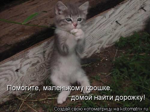 Помогите, маленькому крошке, домой найти дорожку!... Котоматрица: Помогите, маленькому крошке, домой найти дорожку!