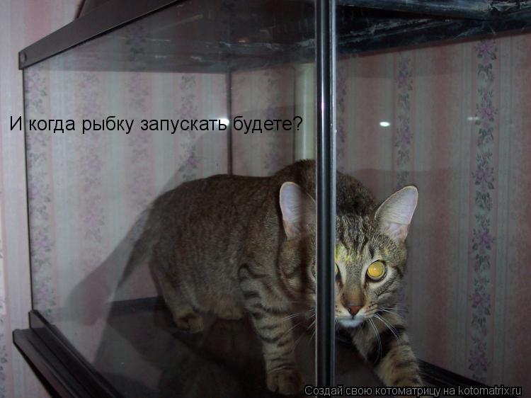 И когда рыбку запускать будете?... Котоматрица: И когда рыбку запускать будете?
