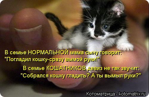В семье НОРМАЛЬНОЙ мама сыну говорит: "Погладил кошку-сразу вымой руки!" В семье КОШАТНИКОВ девиз не ... Котоматрица: В семье НОРМАЛЬНОЙ мама сыну говорит: "Погладил кошку-сразу вымой руки!" В семье КОШАТНИКОВ девиз не так звучит: "Собрался кошку гладить? А ты