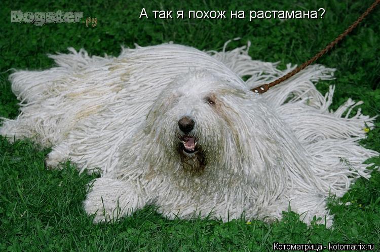 А так я похож на растамана?... Котоматрица: А так я похож на растамана?