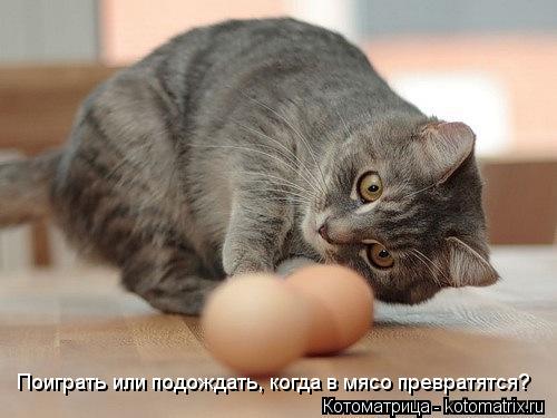 Котоматрица: Поиграть или подождать, когда в мясо превратятся?