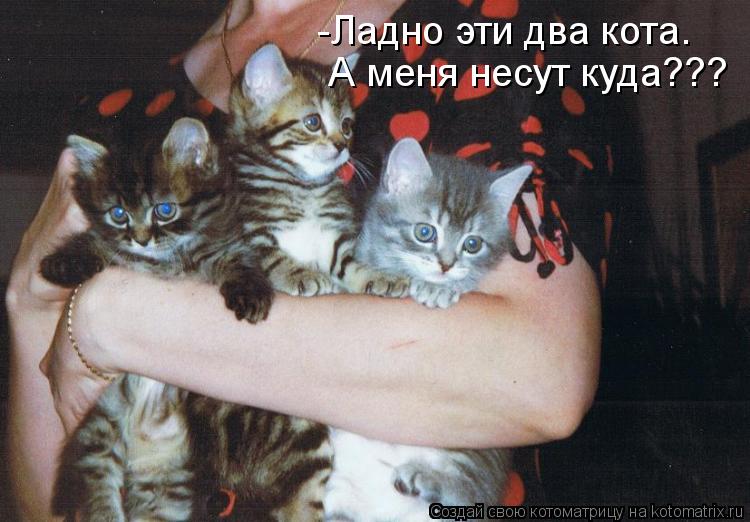 -Ладно эти два кота. А меня несут куда???... Котоматрица: -Ладно эти два кота. А меня несут куда???