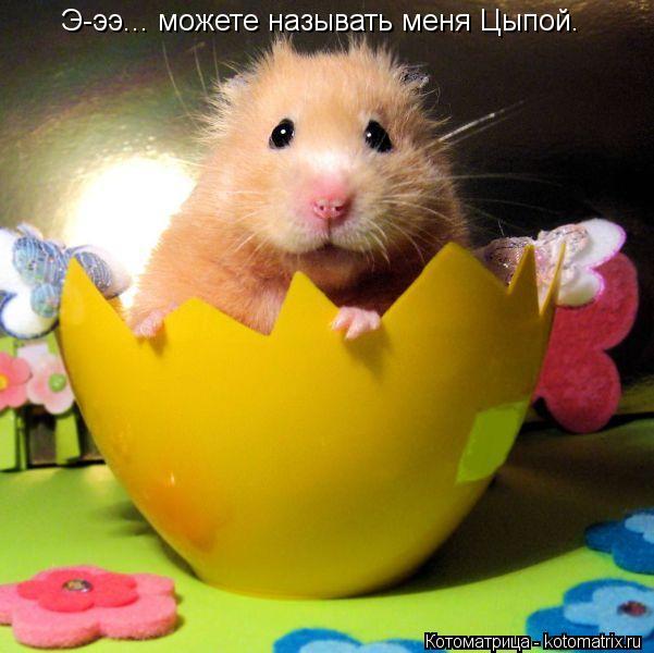 Э-ээ... можете называть меня Цыпой.... Котоматрица: Э-ээ... можете называть меня Цыпой.