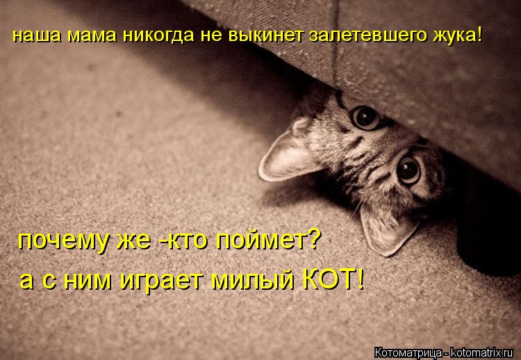наша мама никогда не выкинет залетевшего жука! почему же -кто поймет? а с ним играет милый КОТ!... Котоматрица: наша мама никогда не выкинет залетевшего жука! почему же -кто поймет? а с ним играет милый КОТ!