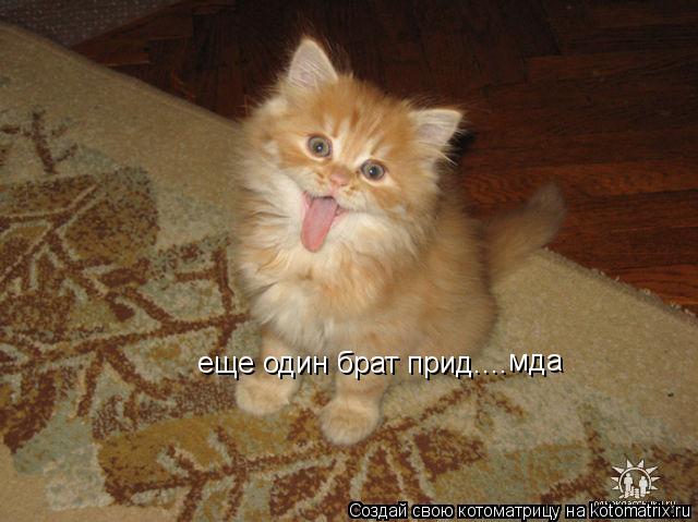 еще один брат прид.... мда... Котоматрица: еще один брат прид.... мда