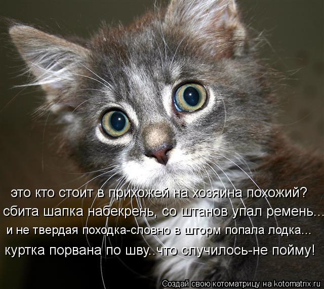 это кто стоит в прихожей на хозяина похожий? сбита шапка набекрень, со штанов упал ремень... и не тве... Котоматрица: это кто стоит в прихожей на хозяина похожий? сбита шапка набекрень, со штанов упал ремень... и не твердая походка-словно в шторм попала лодка.