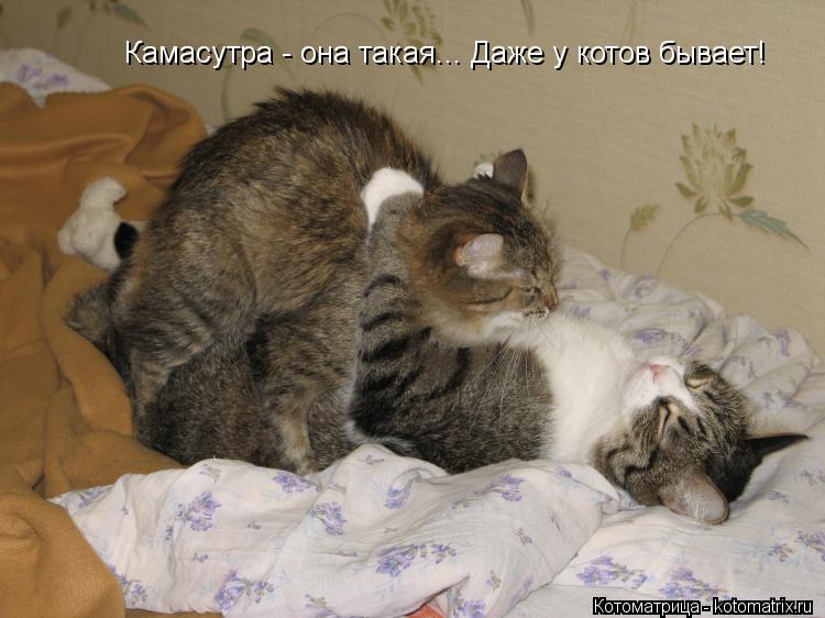 Камасутра - она такая... Даже у котов бывает!... Котоматрица: Камасутра - она такая... Даже у котов бывает!