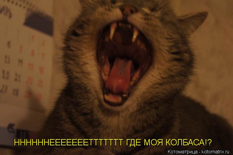 ННННННЕЕЕЕЕЕЕТТТТТТТ ГДЕ МОЯ КОЛБАСА!?... Котоматрица: ННННННЕЕЕЕЕЕЕТТТТТТТ ГДЕ МОЯ КОЛБАСА!?