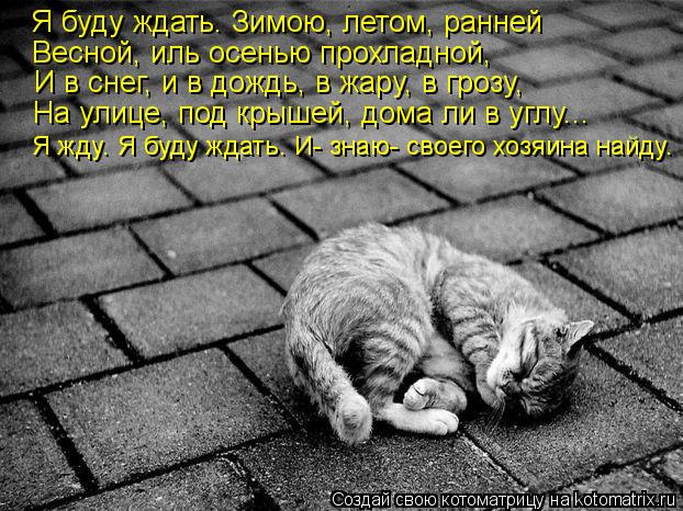 Я буду ждать. Зимою, летом, ранней Весной, иль осенью прохладной, И в снег, и в дождь, в жару, в гро... Котоматрица: Я буду ждать. Зимою, летом, ранней Весной, иль осенью прохладной, И в снег, и в дождь, в жару, в грозу, На улице, под крышей, дома ли в углу... Я жд