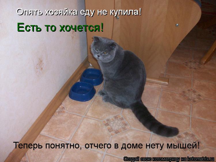 Котоматрица: Есть то хочется! Теперь понятно, отчего в доме нету мышей! Опять хозяйка еду не купила!
