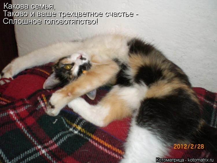Котоматрица: Какова семья, Таково и ваше трехцветное счастье - Сплошное головотяпство!
