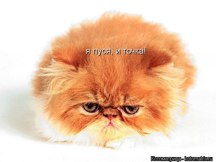 я пуся, и точка!... Котоматрица: я пуся, и точка!