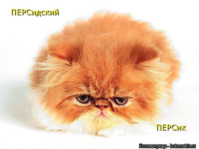 Котоматрица: ПЕРСидский ПЕРСик