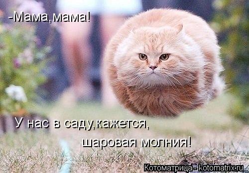 -Мама,мама! У нас в саду,кажется, шаровая молния!... Котоматрица: -Мама,мама! У нас в саду,кажется, шаровая молния!