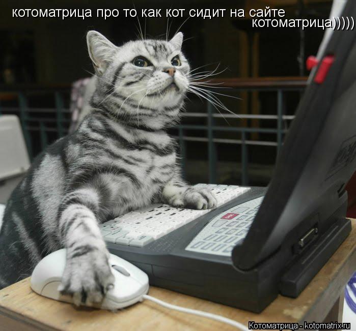 котоматрица про то как кот сидит на сайте котоматрица)))))... Котоматрица: котоматрица про то как кот сидит на сайте котоматрица)))))