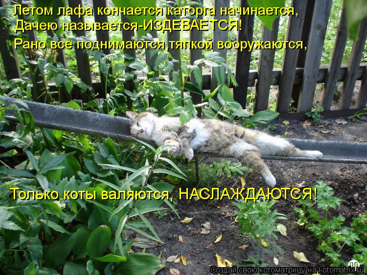 Летом лафа кончается,каторга начинается, Дачею называется-ИЗДЕВАЕТСЯ! Рано все поднимаются,тяпкой воо... Котоматрица: Летом лафа кончается,каторга начинается, Дачею называется-ИЗДЕВАЕТСЯ! Рано все поднимаются,тяпкой вооружаются, Только коты валяются, НАСЛ