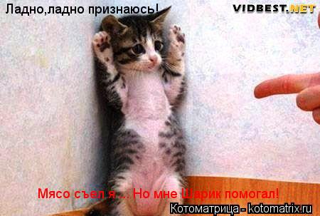 Ладно,ладно признаюсь! Мясо съел я ... Но мне Шарик помогал!... Котоматрица: Ладно,ладно признаюсь! Мясо съел я ... Но мне Шарик помогал!