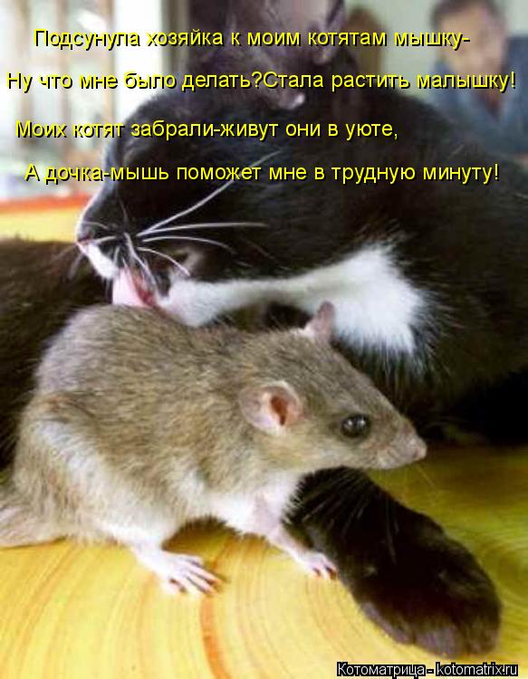 Подсунула хозяйка к моим котятам мышку- Ну что мне было делать?Стала растить малышку! Моих котят забр... Котоматрица: Подсунула хозяйка к моим котятам мышку- Ну что мне было делать?Стала растить малышку! Моих котят забрали-живут они в уюте, А дочка-мышь помож