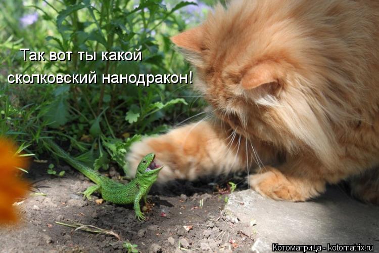 Котоматрица: Так вот ты какой сколковский нанодракон!