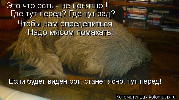 Это что есть - не понятно ! Где тут перед? Где тут зад? Чтобы нам определиться Надо мясом помахать! Е... Котоматрица: Это что есть - не понятно ! Где тут перед? Где тут зад? Чтобы нам определиться Надо мясом помахать! Если будет виден рот: станет ясно: тут перед