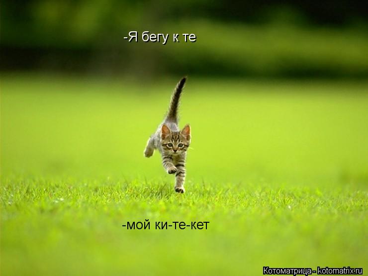 Котоматрица: -Я бегу к те -мой ки-те-кет