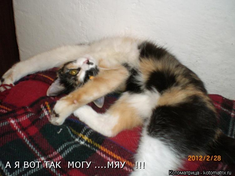 А Я ВОТ ТАК МОГУ ....МЯУ !!!... Котоматрица: А Я ВОТ ТАК МОГУ ....МЯУ !!!