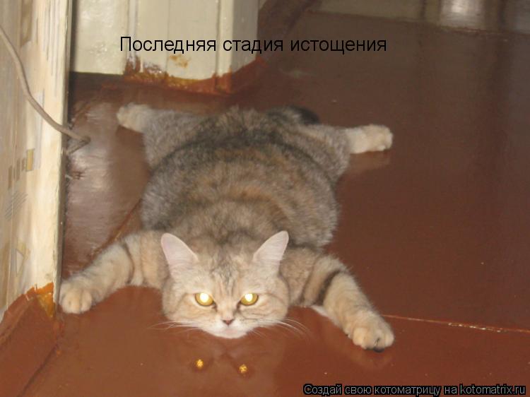 Последняя стадия истощения... Котоматрица: Последняя стадия истощения