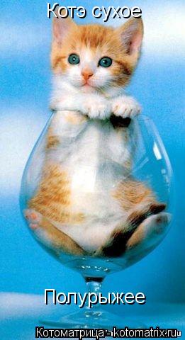 Котоматрица: Котэ сухое Полурыжее