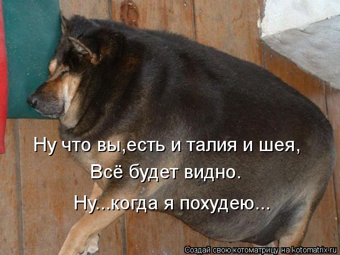 Ну что вы,есть и талия и шея, Всё будет видно. Ну...когда я похудею...... Котоматрица: Ну что вы,есть и талия и шея, Всё будет видно. Ну...когда я похудею...