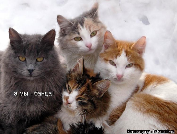 а мы - банда!... Котоматрица: а мы - банда!