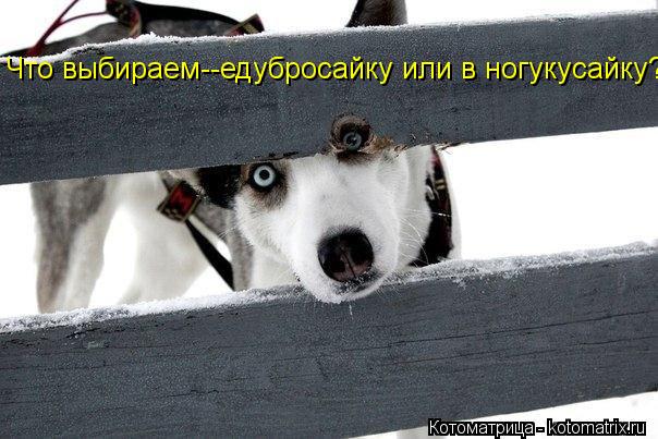 Что выбираем--едубросайку или в ногукусайку?... Котоматрица: Что выбираем--едубросайку или в ногукусайку?