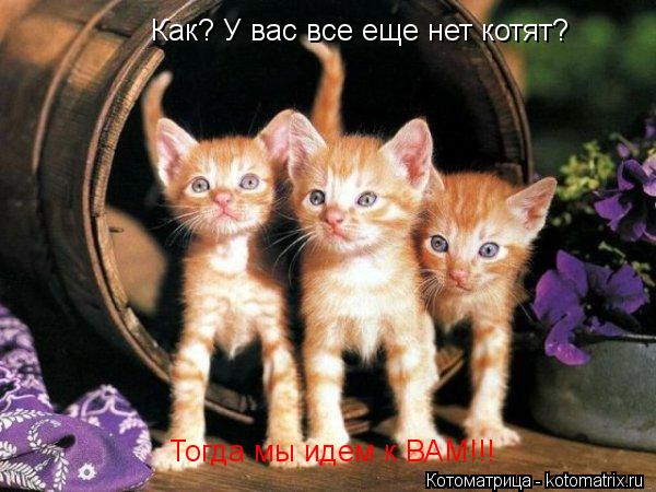 Как? У вас все еще нет котят? Тогда мы идем к ВАМ!!!... Котоматрица: Как? У вас все еще нет котят? Тогда мы идем к ВАМ!!!