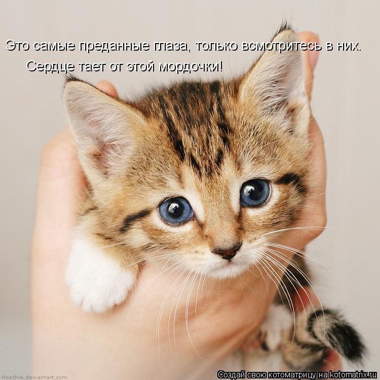 Это самые преданные глаза, только всмотритесь в них. Сердце тает от этой мордочки!... Котоматрица: Это самые преданные глаза, только всмотритесь в них. Сердце тает от этой мордочки!