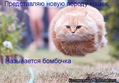 Представляю новую породу кошек. Называется бомбочка... Котоматрица: Представляю новую породу кошек. Называется бомбочка