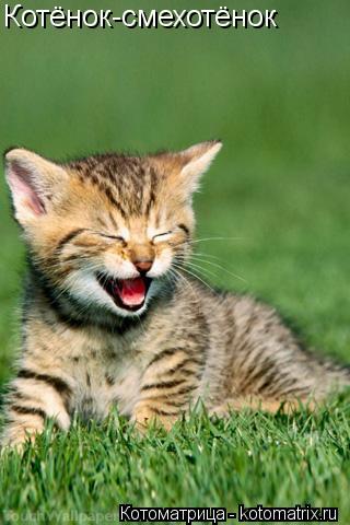 Котёнок-смехотёнок... Котоматрица: Котёнок-смехотёнок