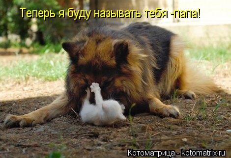 Теперь я буду называть тебя -папа!... Котоматрица: Теперь я буду называть тебя -папа!