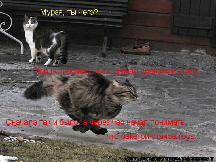 Мурзя, ты чего? Перца красного съел, думал драконом стану... Сначала так и было, а через час начал по... Котоматрица: Мурзя, ты чего? Перца красного съел, думал драконом стану... Сначала так и было, а через час начал понимать, что ракетой становлюсь...