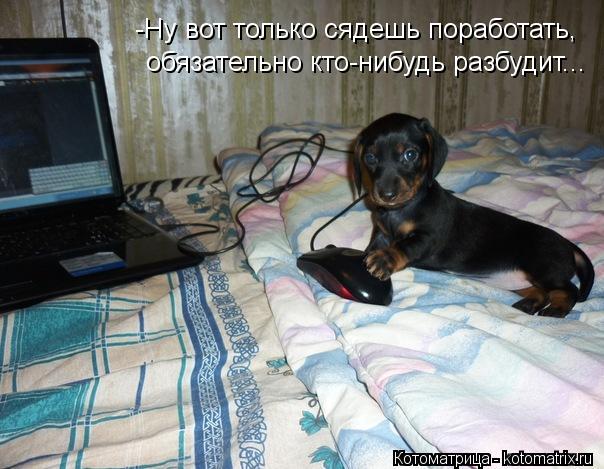 -Ну вот только сядешь поработать, обязательно кто-нибудь разбудит...... Котоматрица: -Ну вот только сядешь поработать, обязательно кто-нибудь разбудит...