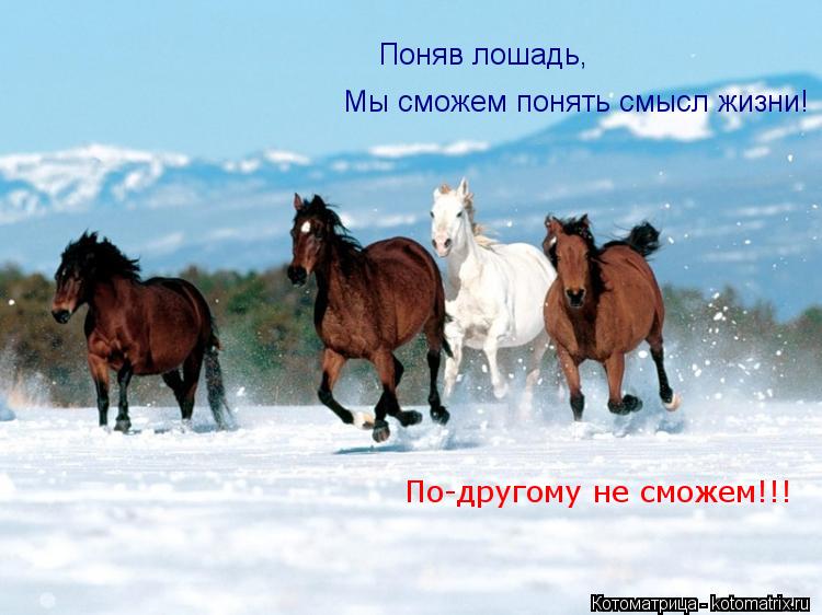 Поняв лошадь, Мы сможем понять смысл жизни! По-другому не сможем!!!... Котоматрица: Поняв лошадь, Мы сможем понять смысл жизни! По-другому не сможем!!!