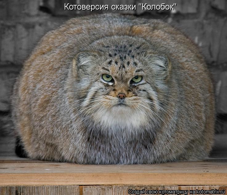 Котоверсия сказки "Колобок"... Котоматрица: Котоверсия сказки "Колобок"