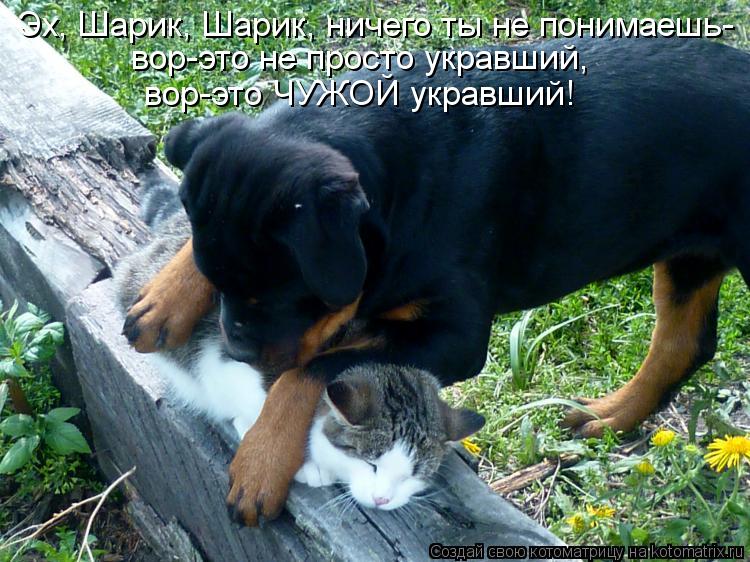 Эх, Шарик, Шарик, ничего ты не понимаешь- вор-это не просто укравший, вор-это ЧУЖОЙ укравший!... Котоматрица: Эх, Шарик, Шарик, ничего ты не понимаешь- вор-это не просто укравший, вор-это ЧУЖОЙ укравший!