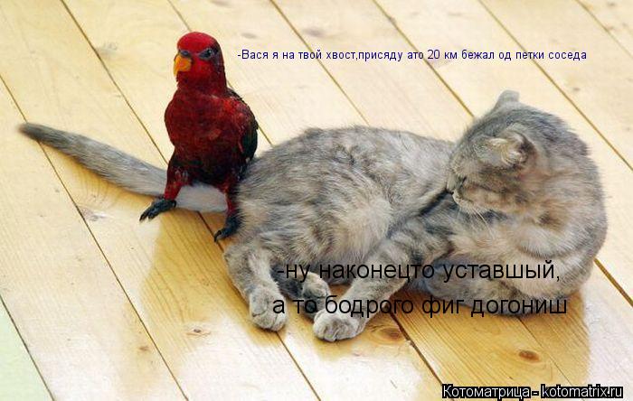 Котоматрица: -Вася я на твой хвост -Вася я на твой хвост,присяду ато 20 км бежал од петки соседа -ну наконецто уставшый, а то бодрого фиг догониш