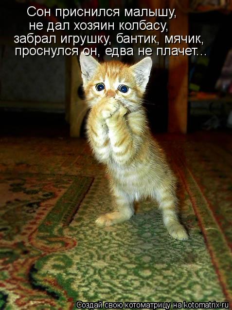 Сон приснился малышу, не дал хозяин колбасу, забрал игрушку, бантик, мячик, проснулся он, едва не пла... Котоматрица: Сон приснился малышу, не дал хозяин колбасу, забрал игрушку, бантик, мячик, проснулся он, едва не плачет...