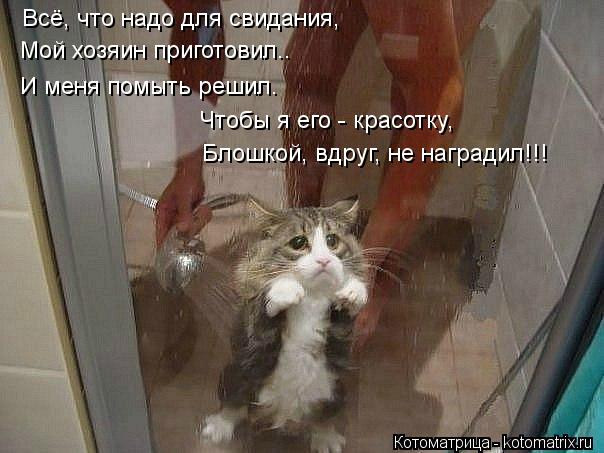 Всё, что надо для свидания, Мой хозяин приготовил…. И меня помыть решил… Чтобы я его - красотку, Блош... Котоматрица: Всё, что надо для свидания, Мой хозяин приготовил…. И меня помыть решил… Чтобы я его - красотку, Блошкой, вдруг, не наградил!!!