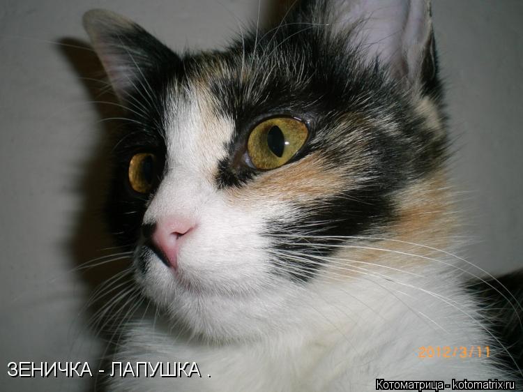 ЗЕНИЧКА - ЛАПУШКА .... Котоматрица: ЗЕНИЧКА - ЛАПУШКА .