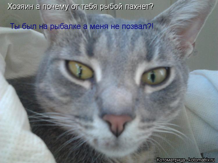 Хозяин а почему от тебя рыбой пахнет? Ты был на рыбалке а меня не позвал?!... Котоматрица: Хозяин а почему от тебя рыбой пахнет? Ты был на рыбалке а меня не позвал?!