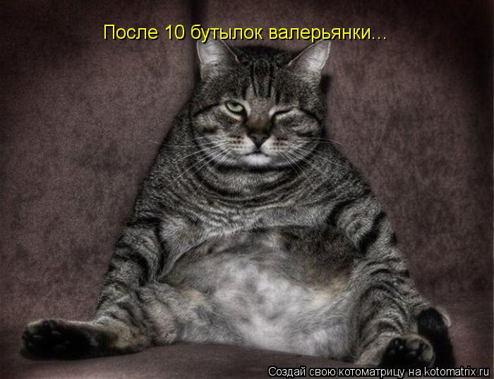 После 10 бутылок валерьянки...... Котоматрица: После 10 бутылок валерьянки...